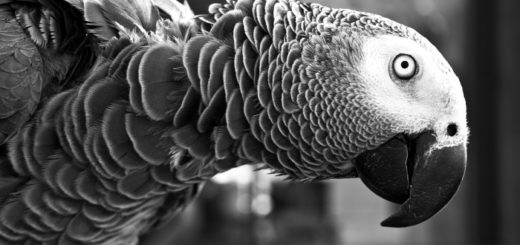 Wyraz twarzy trenera Lyonu w FM16