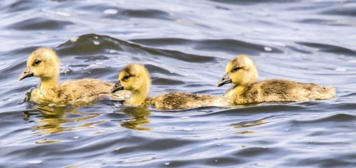 47. odcinek mojej kariery FM 16