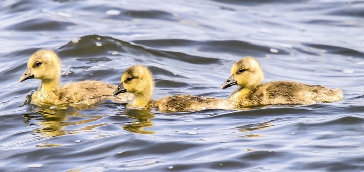 47. odcinek mojej kariery FM 16